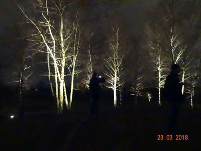 Lichtinstallation Bäume